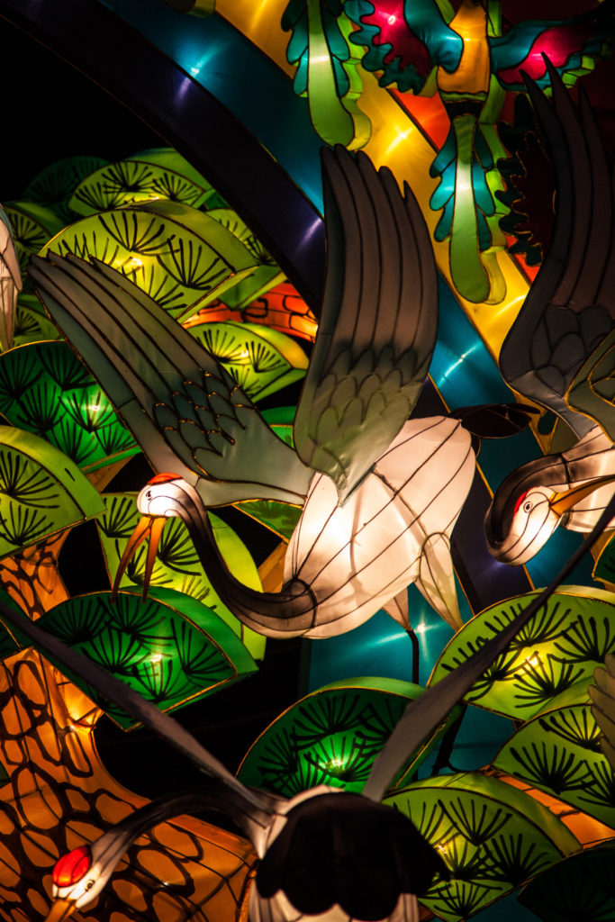 Lantern Birds